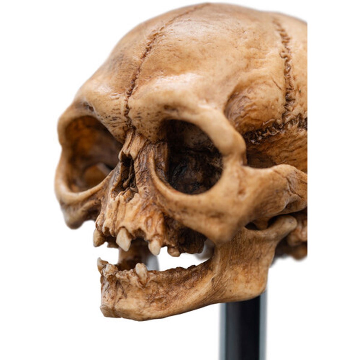 1379-the-lord-of-the-rings-skull-of-gollum-polystone-statue-1.webp