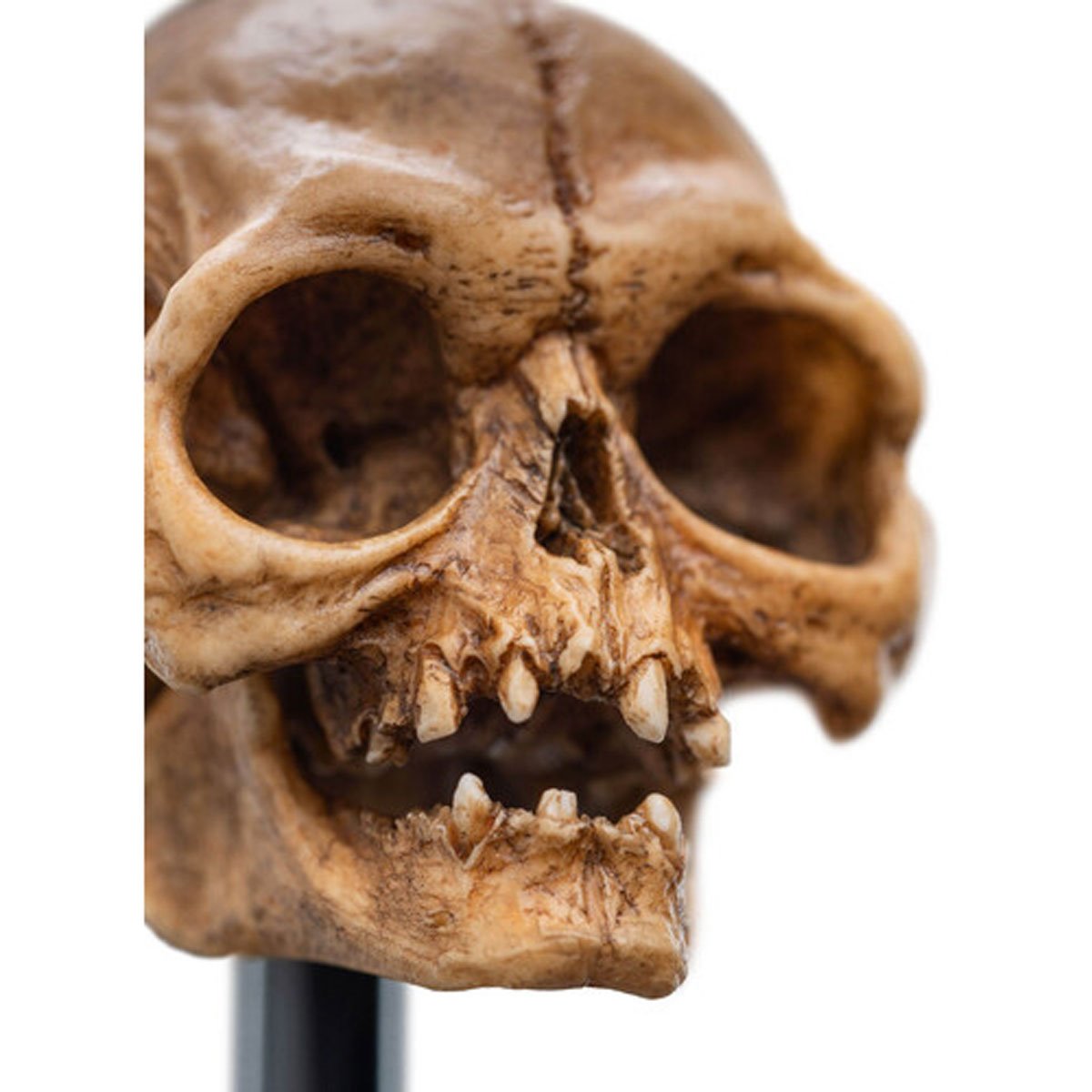 1379-the-lord-of-the-rings-skull-of-gollum-polystone-statue-1.webp